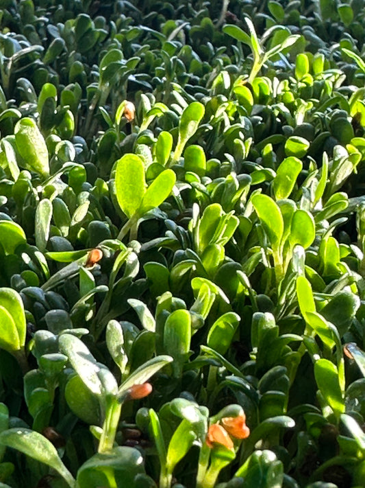 How to Grow Sprouts at Home: A Step-by-Step Guide