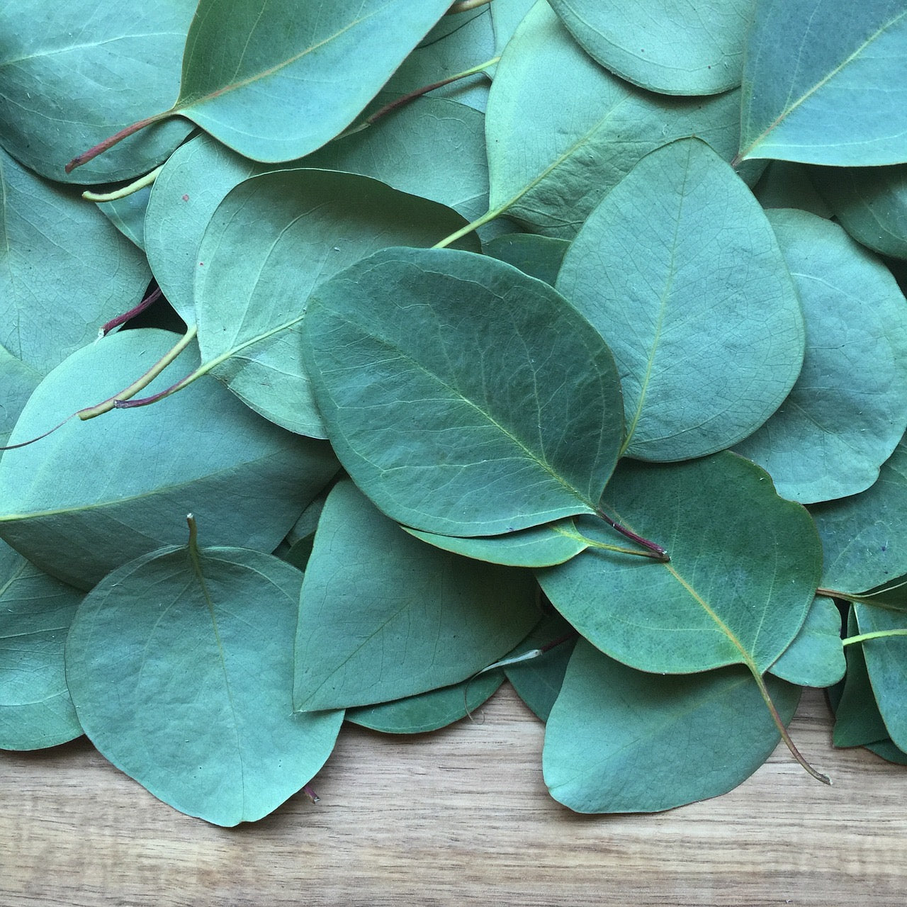 eucalyptus_tree