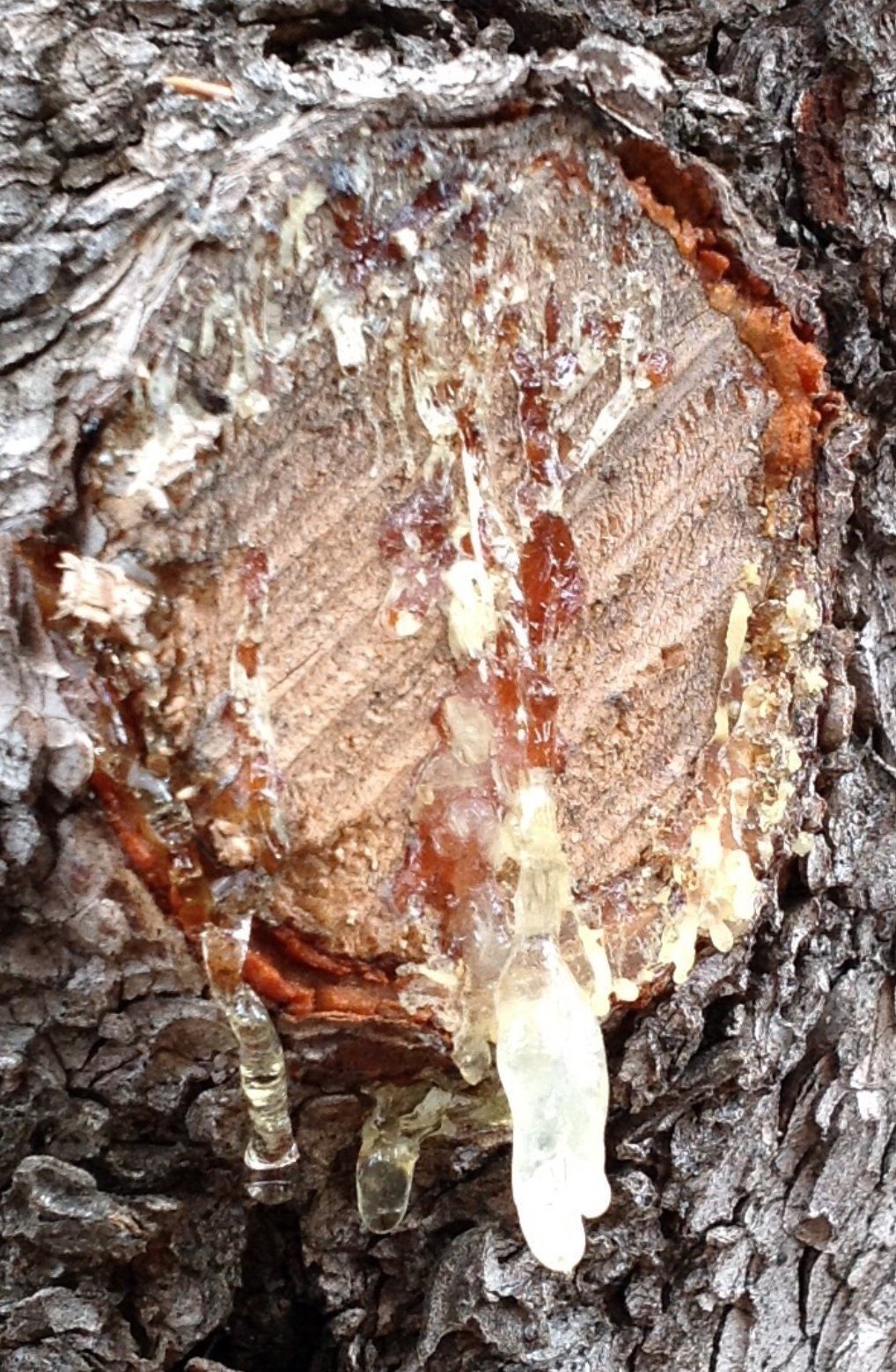 Pinon Pine Debris Free Resin