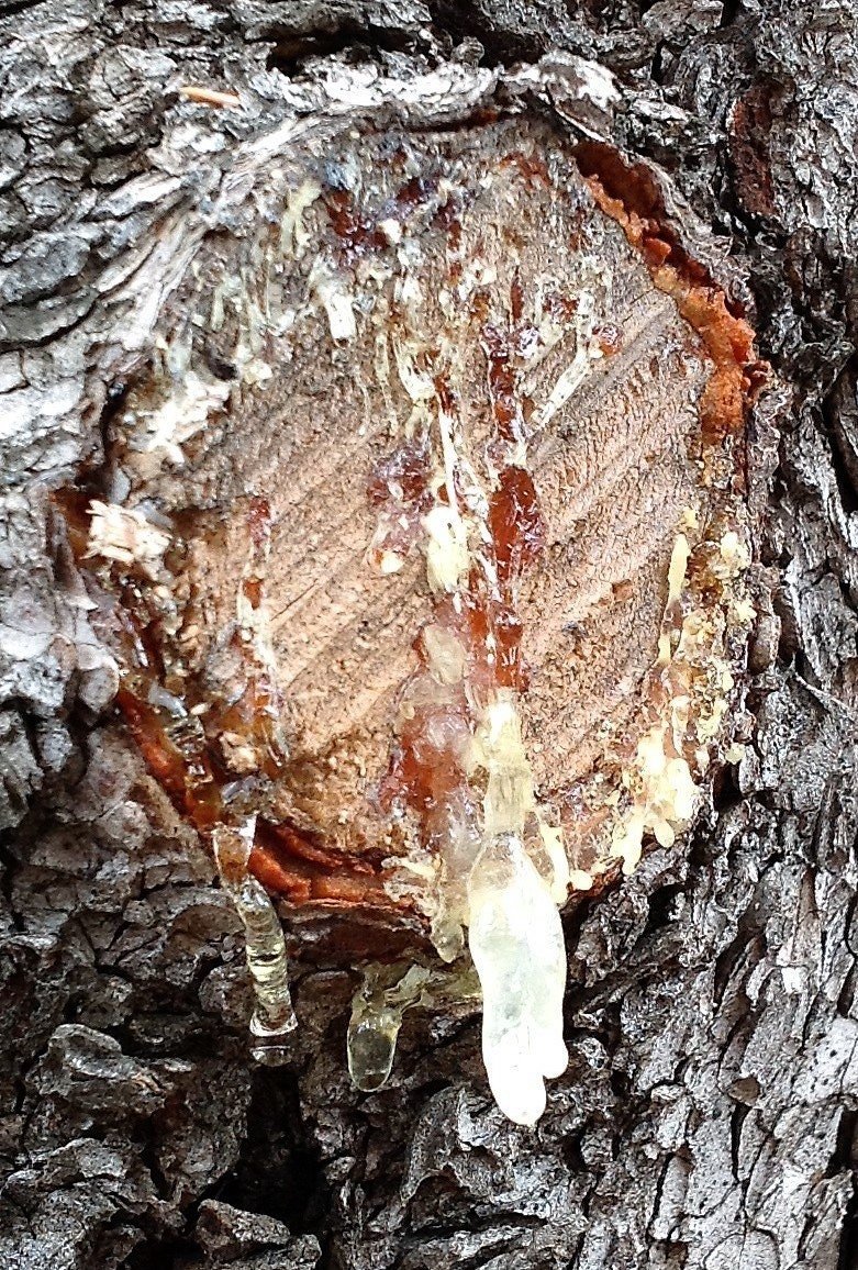 pinon_pine_extracting_from_the_tree_naturally