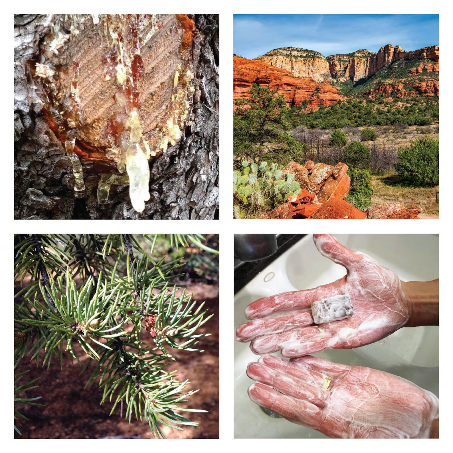 Showing_4_pictures_collage_washing_hands_pine_extracting_from_tree_arizona